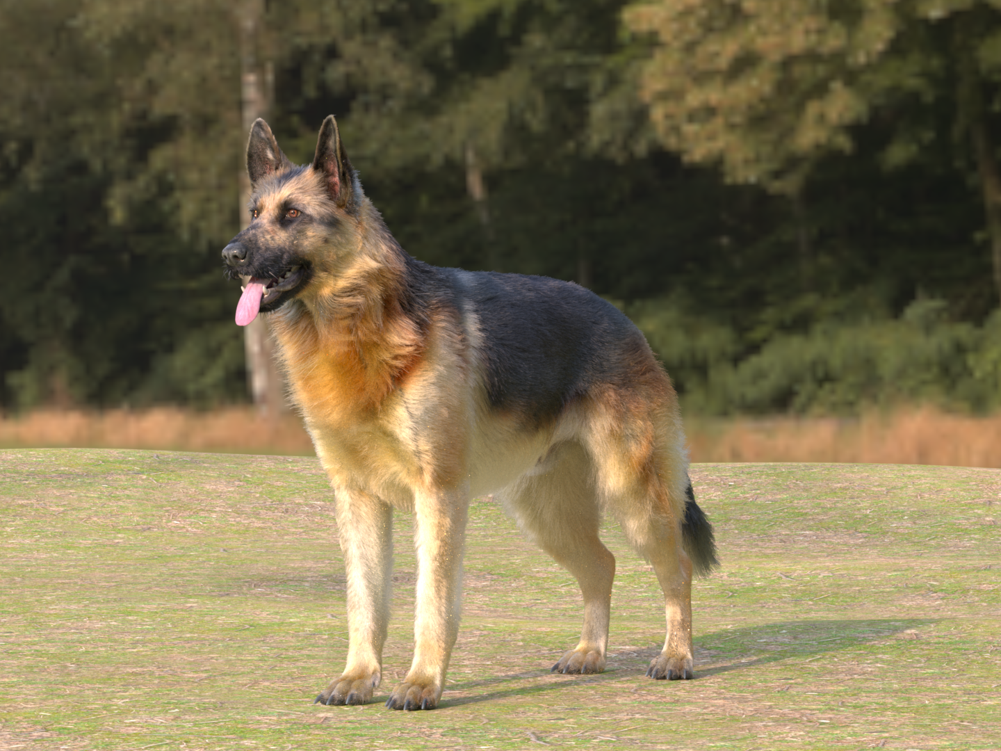 dog
